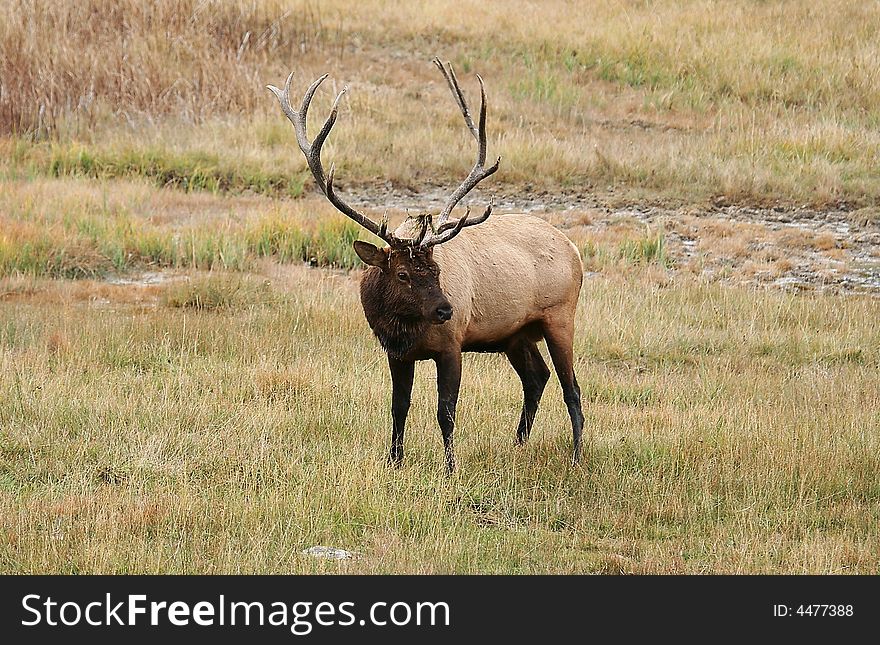 Elk standing in grass field in Yellowstone NP