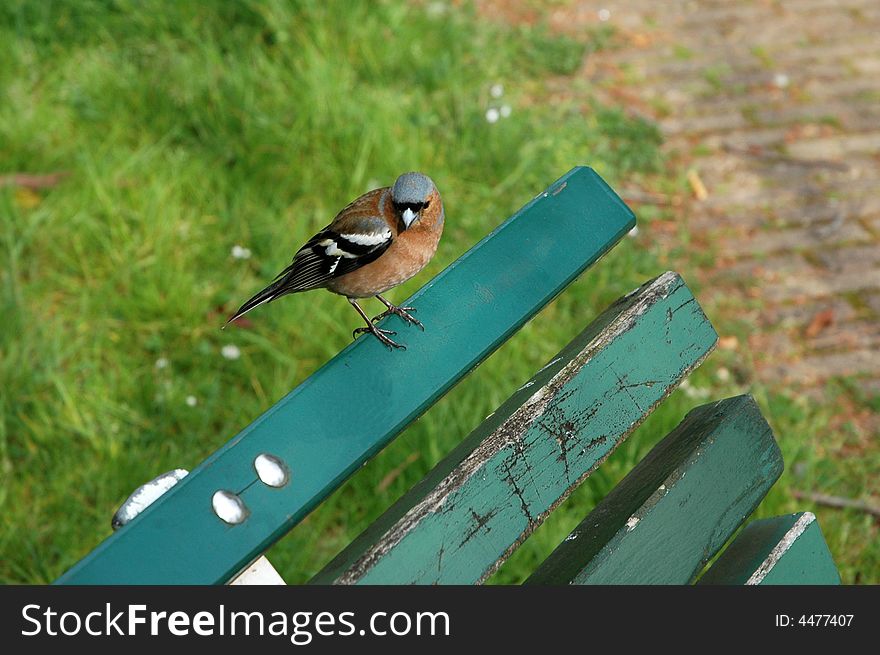 Sparrow on a bench