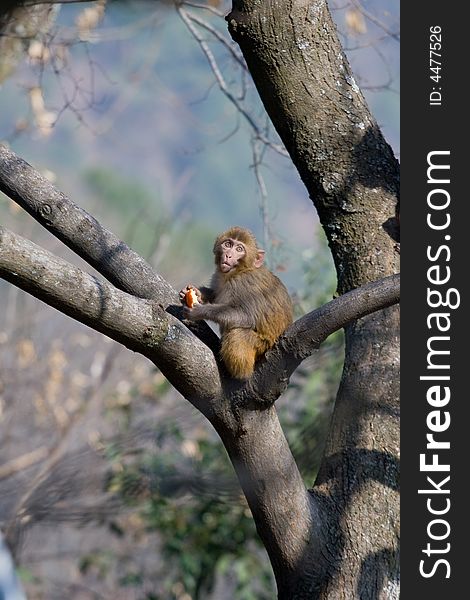 Wild monkey which from Xichang China