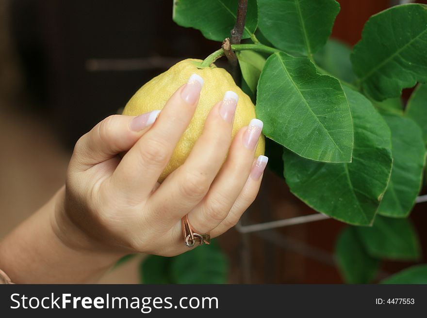 Manicure On A Lemon