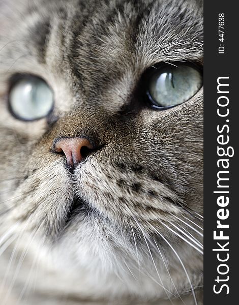 The face of the cat is changeable too, he smelt the perfume of the food at this moment. Enable its centralized spirit. The face of the cat is changeable too, he smelt the perfume of the food at this moment. Enable its centralized spirit.