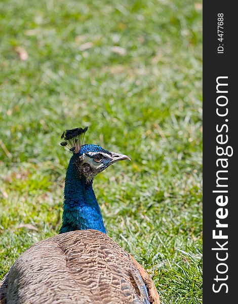 A male peafowl, distinguished by its crested head, brilliant blue or green plumage, and long modified back feathers that are marked with iridescent eyelike spots and that can be spread in a fanlike form. A male peafowl, distinguished by its crested head, brilliant blue or green plumage, and long modified back feathers that are marked with iridescent eyelike spots and that can be spread in a fanlike form.