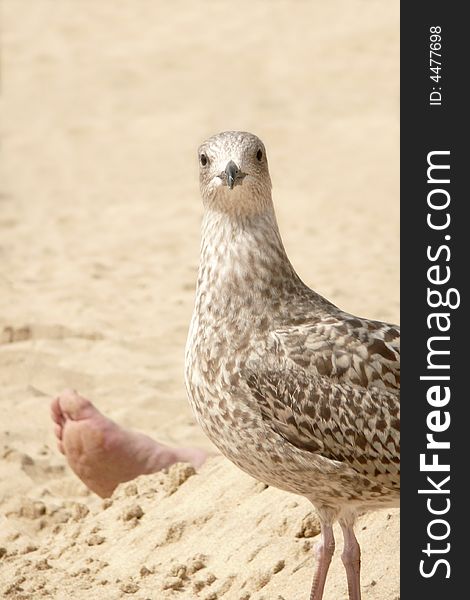 Surprised young seagull unearthing a human foot. Surprised young seagull unearthing a human foot
