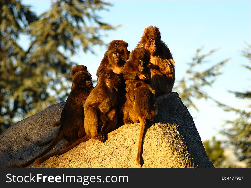 Group of sunbathing apes enjoying the first warm and sunny winter day.