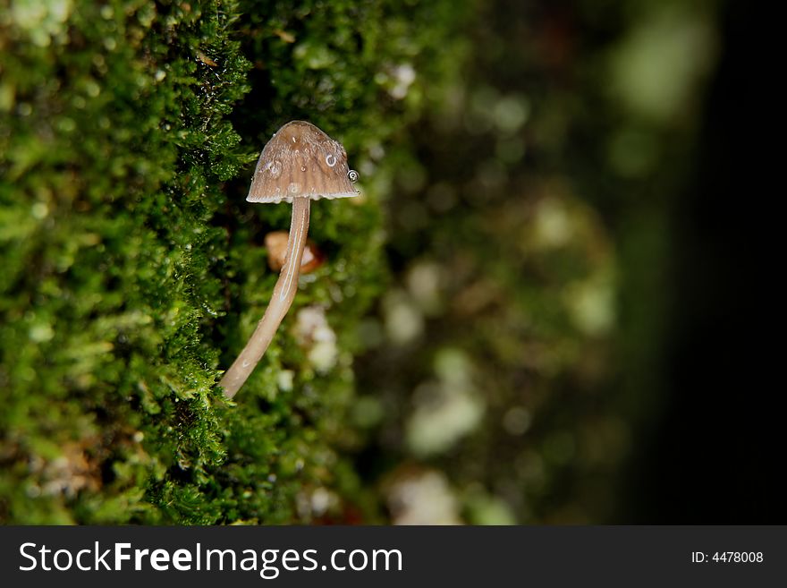 Mushroom on the trunk covered by moss