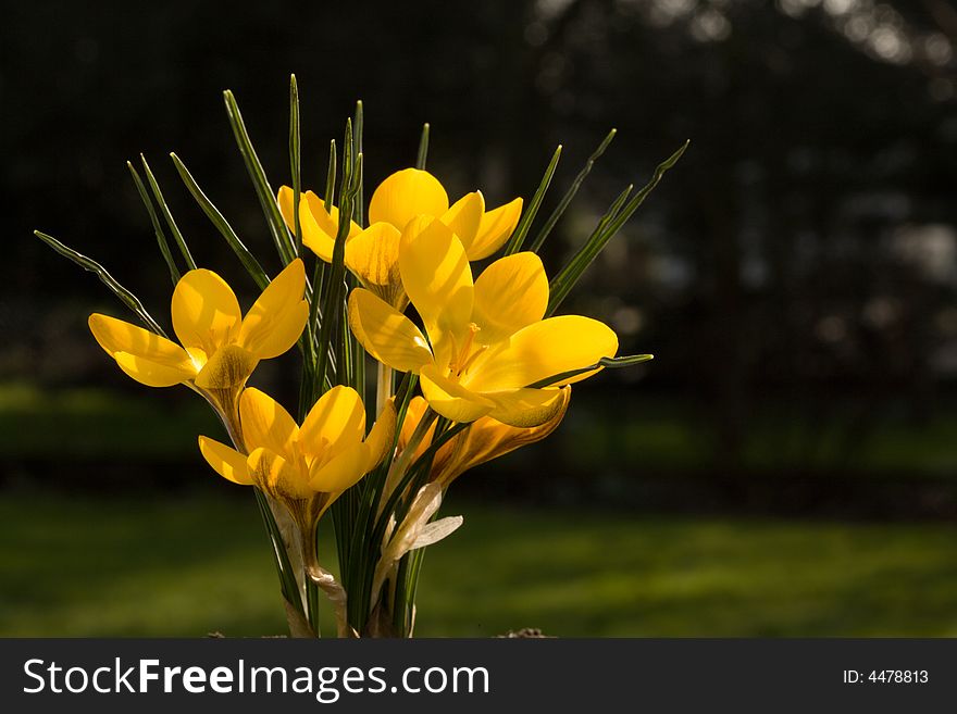 Yellow crocus in natural very late afternoon light. Yellow crocus in natural very late afternoon light.