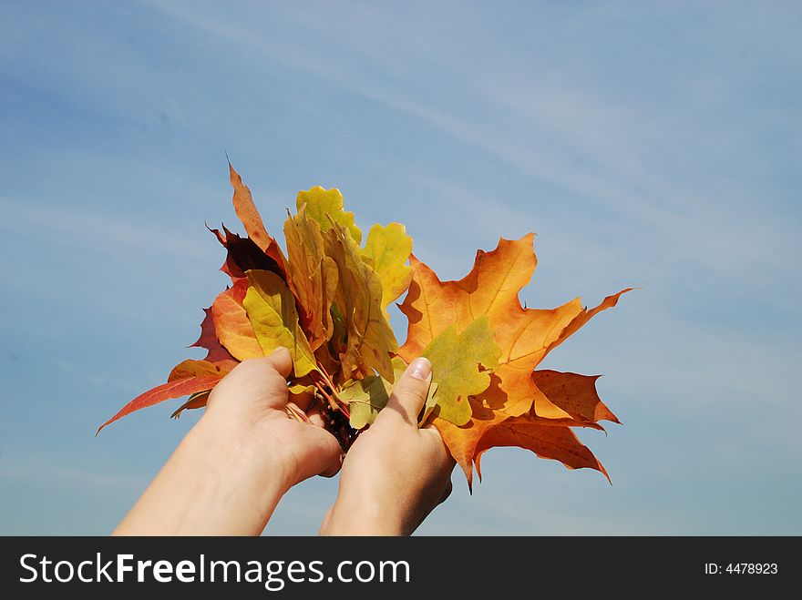 Leafs in the hands