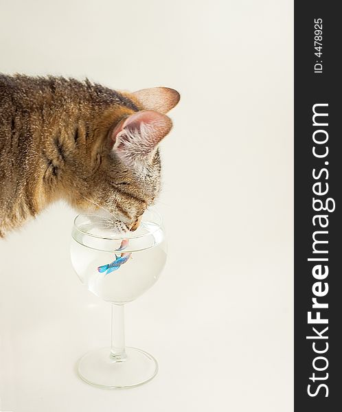 Cat is drinking from the glass with fish. Cat is drinking from the glass with fish