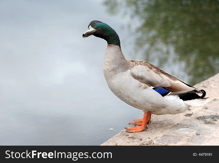 Mallard duck standing on a paved area next to a pond.