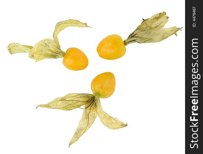 Physalis Fruit isolated over white