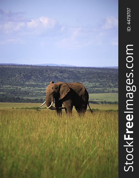 Single elephant in the Masai Mara Kenya Africa