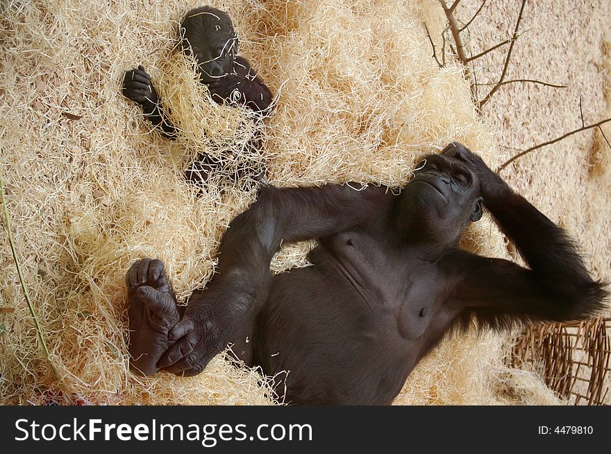 Sleeping gorilla and her baby