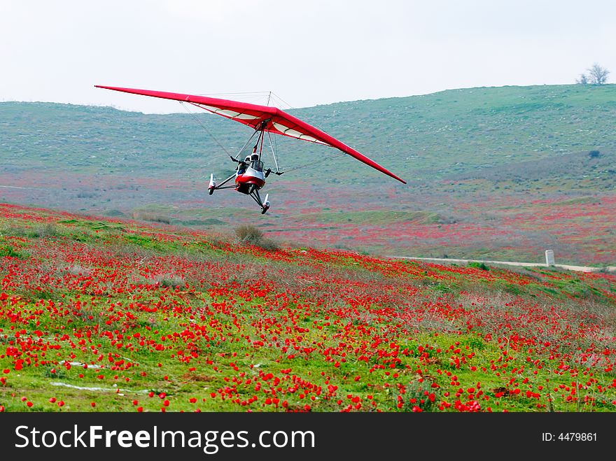 Flight Over Poppies
