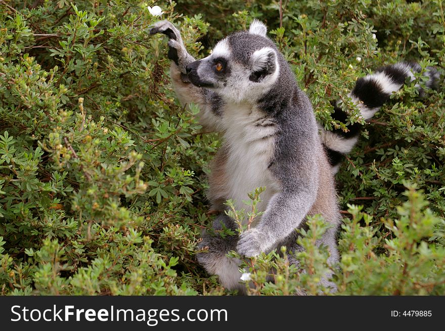 A wild lemur eating leaves