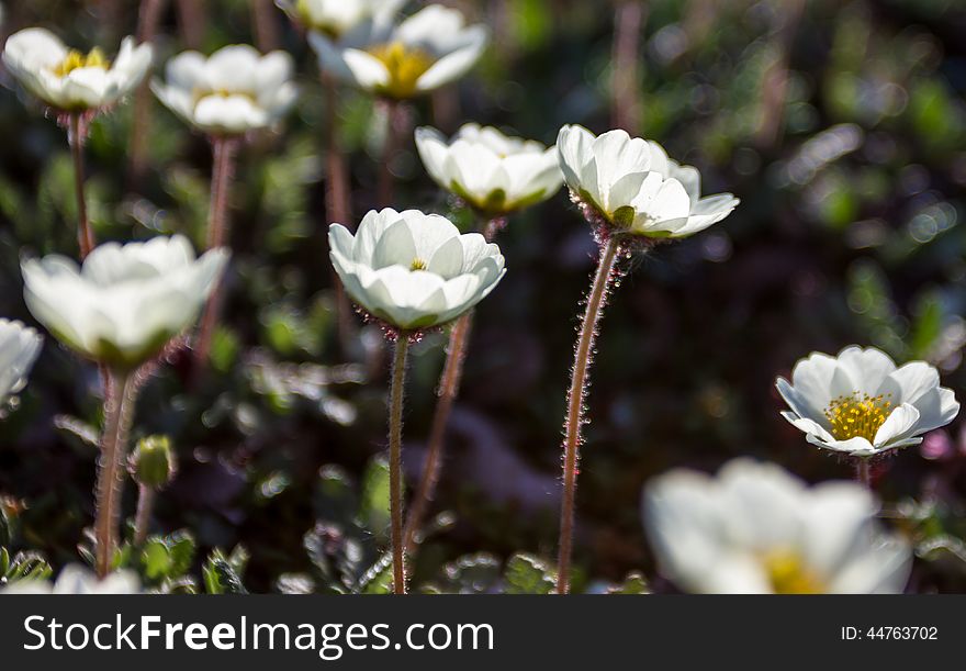 Growing flowers at the foot of the volcano. Kamchatka