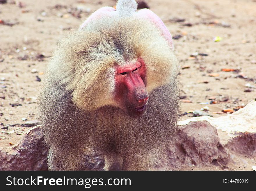 Baboon Monkey Chilling In The Zoo