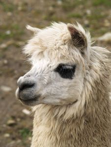 Alpaca Stock Photo Alpaca Stock Photo