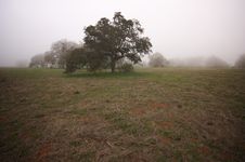 Foggy Countryside And Oak Trees Royalty Free Stock Photos Foggy Countryside And Oak Trees Royalty Free Stock Photos