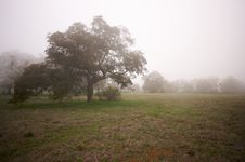 Foggy Countryside And Oak Trees Stock Photo Foggy Countryside And Oak Trees Stock Photo