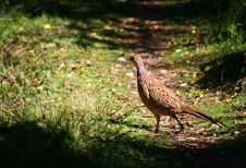 Golden Pheasant At Brownsea Island Stock Image Golden Pheasant At Brownsea Island Stock Image