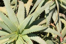 Wild Aloe Vera 2 Stock Photo Wild Aloe Vera 2 Stock Photo