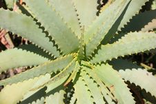 Wild Aloe Vera Royalty Free Stock Photo Wild Aloe Vera Royalty Free Stock Photo