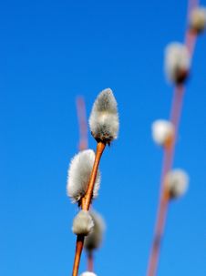 Pussy - Willow Royalty Free Stock Photos