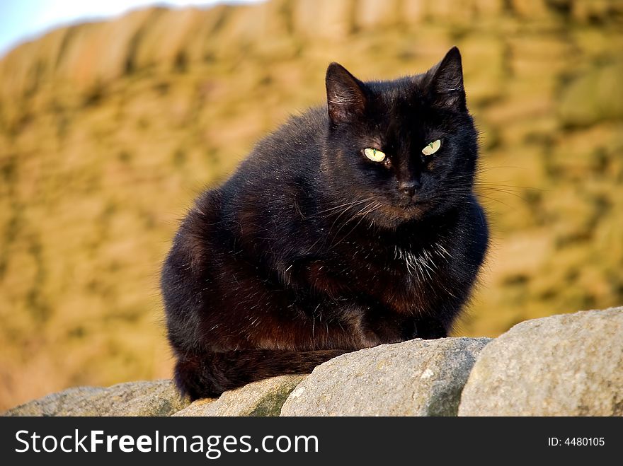 Black cat with yellow eyes sitting on wall