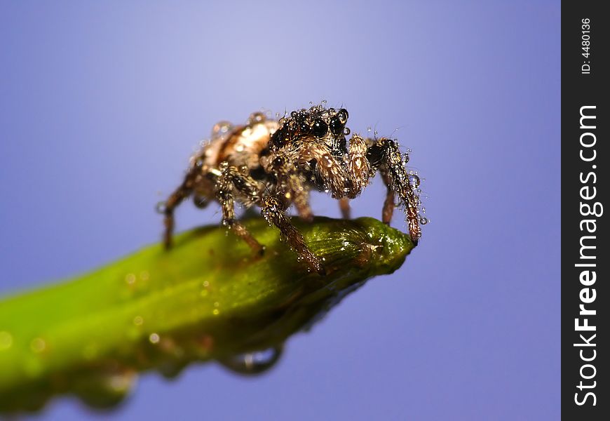 This little jumpspider just came out from under a shower. This little jumpspider just came out from under a shower.