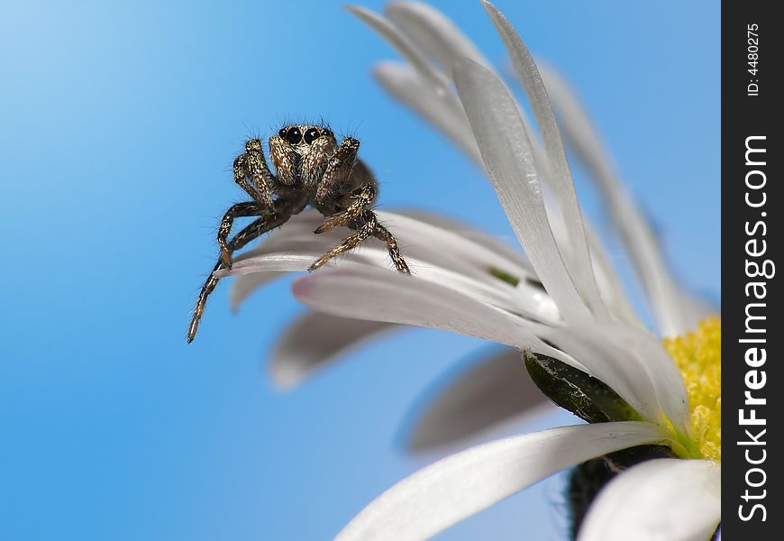 Did you ever seen a spider actually sitting on a flower ? Now you do. Did you ever seen a spider actually sitting on a flower ? Now you do.