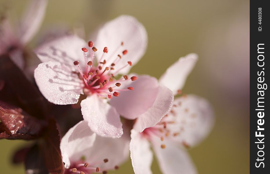 Early Spring Pink Tree Blossoms and Dew Drops with Narrow Depth of Field.