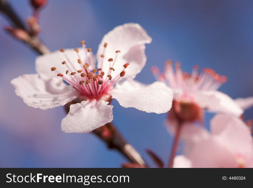 Early Spring Tree Blossoms and Dew Drops with Narrow Depth of Field.