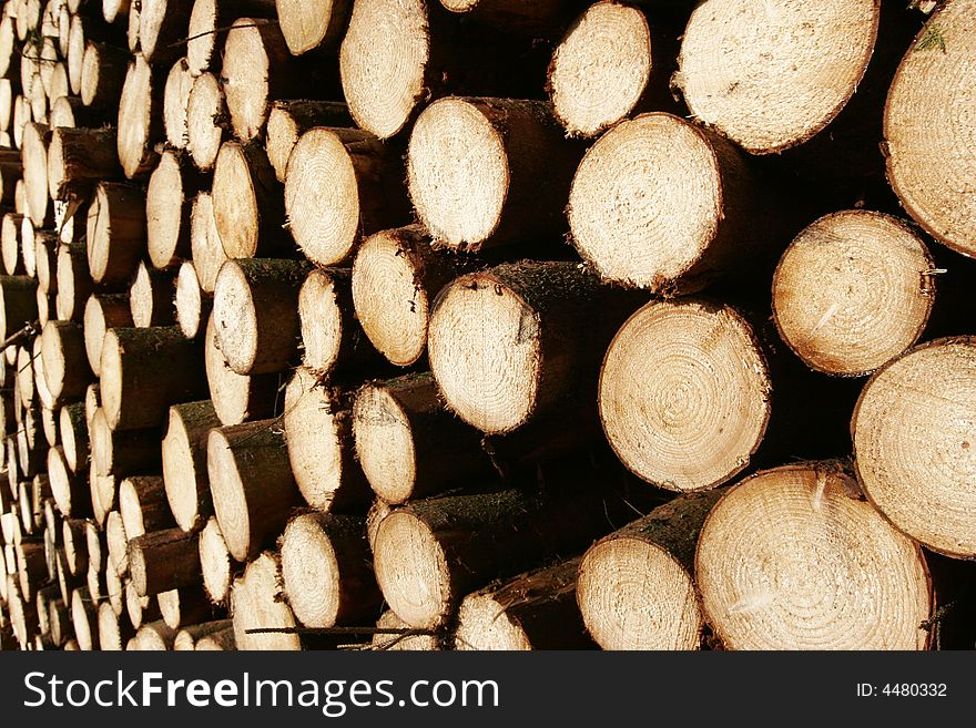 Stacked and sawn fir trees. Stacked and sawn fir trees