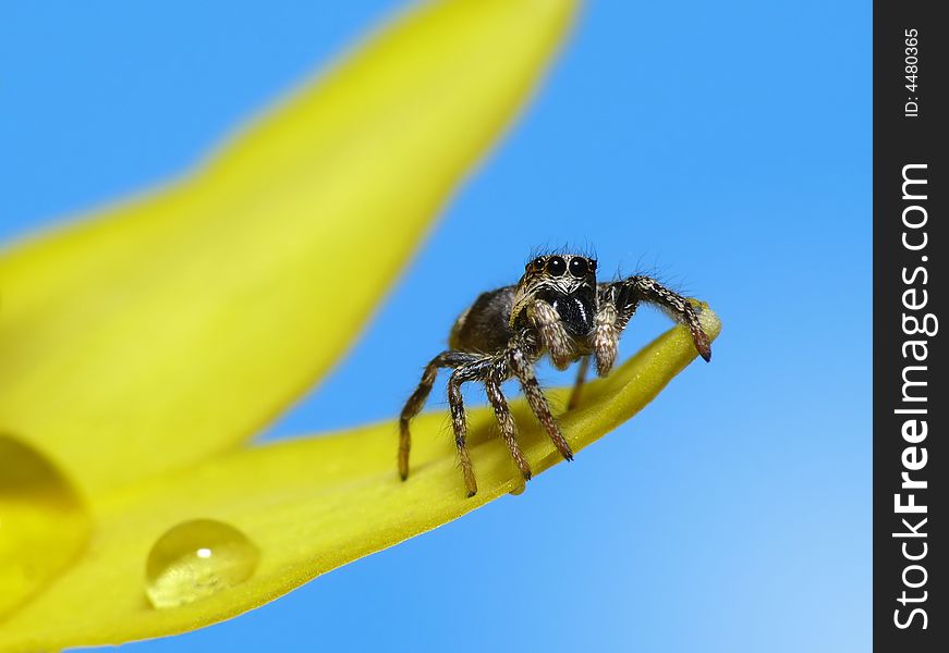 Jump spider on yellow flower