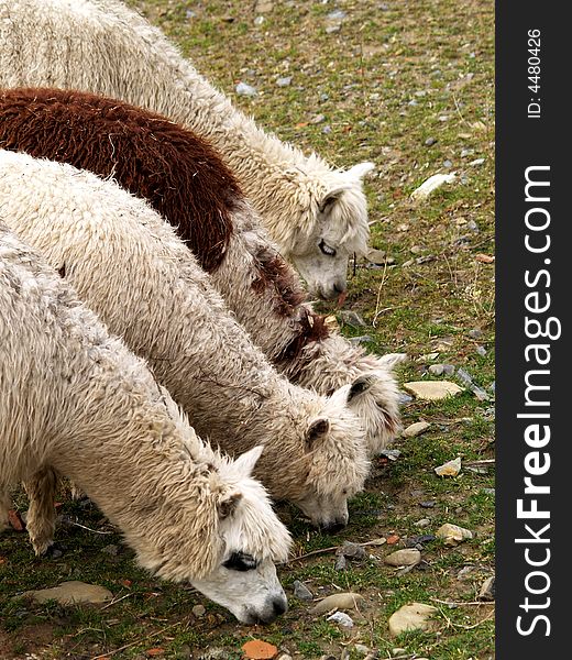 Four alpacas feeding on grass
