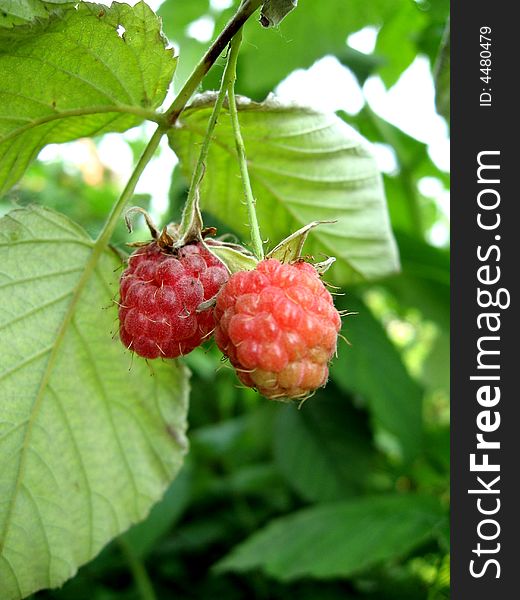 The red raspberry hangs on a bush. The red raspberry hangs on a bush.