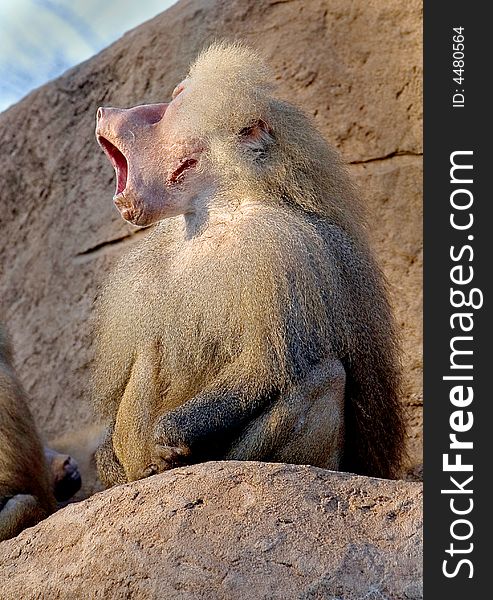 Portrait of yawning baboon male. Portrait of yawning baboon male