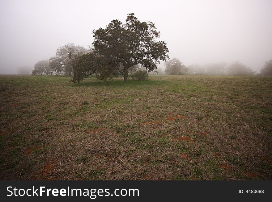 Foggy Countryside And Oak Trees