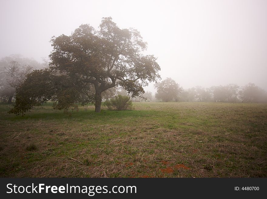 Foggy Countryside with Majestic Oak Trees. Foggy Countryside with Majestic Oak Trees