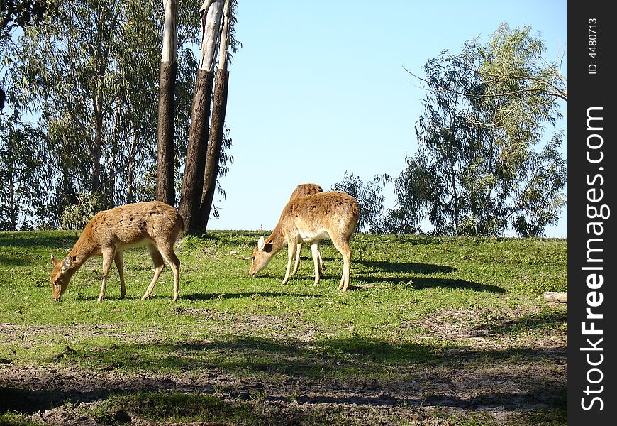 Two deer grazing in field