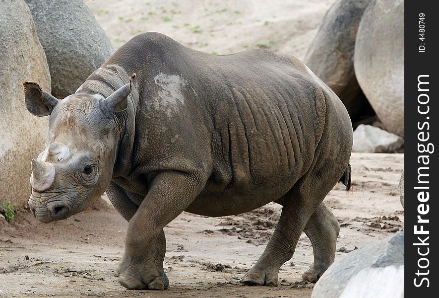 Extremely Black female rhinoceros, one of only 8 left in the entire world. Extremely Black female rhinoceros, one of only 8 left in the entire world