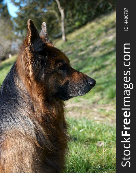 Portrait of an old German Shepard on nature background