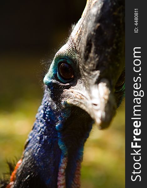 A strange bird from the Berlin Zoo, it has about 4 foot height, I don't recall the name but it looked prehistoric with a big bone on the forehead.