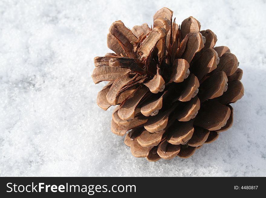 Fir Cone on a blanket of snow