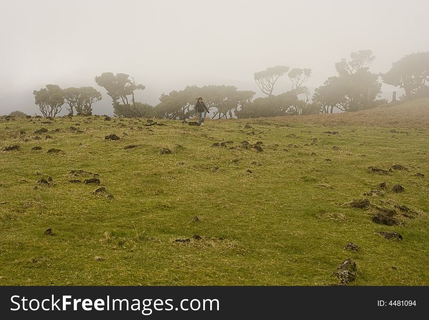 Landscape in Madeira Island - Laurisilva Forest - Atlantic ocean - Portugal