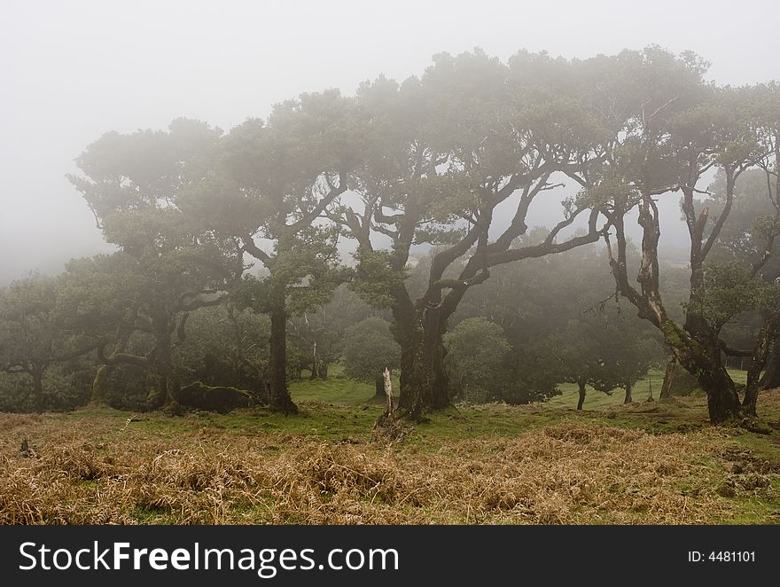 Landscape in Madeira Island - Laurisilva Forest - Atlantic ocean - Portugal