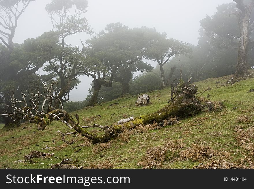 Landscape in Madeira Island - Laurisilva Forest - Atlantic ocean - Portugal