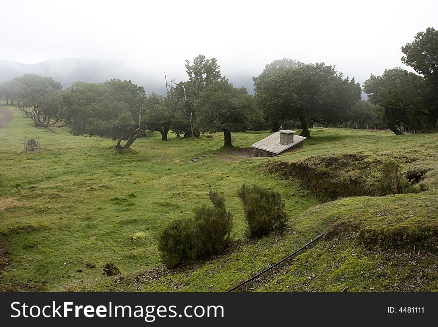 Landscape in Madeira Island - Laurisilva Forest - Atlantic ocean - Portugal