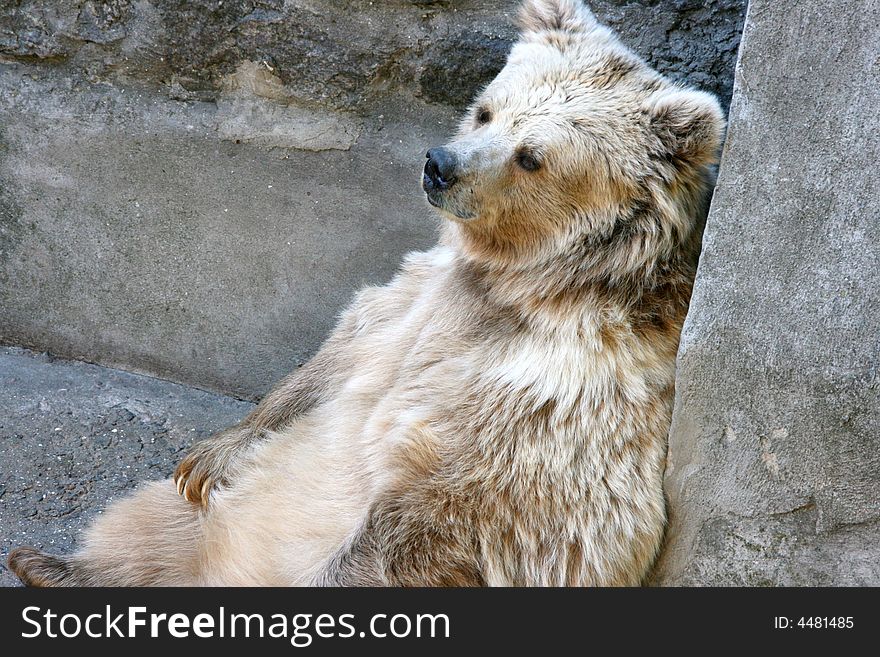 The Himalaya bear an albino, sits on stones