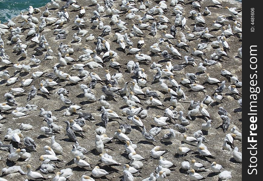 Gannets Crowding On Auckland Beach
